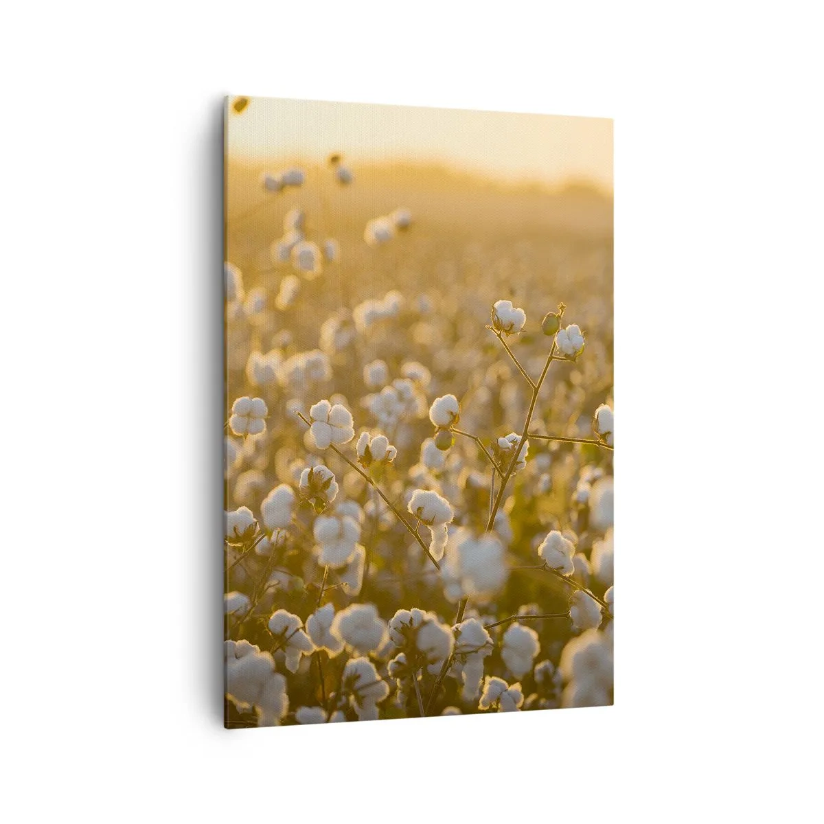 Canvastavla - Bild på duk - Fluffigt fält - 70x100 cm