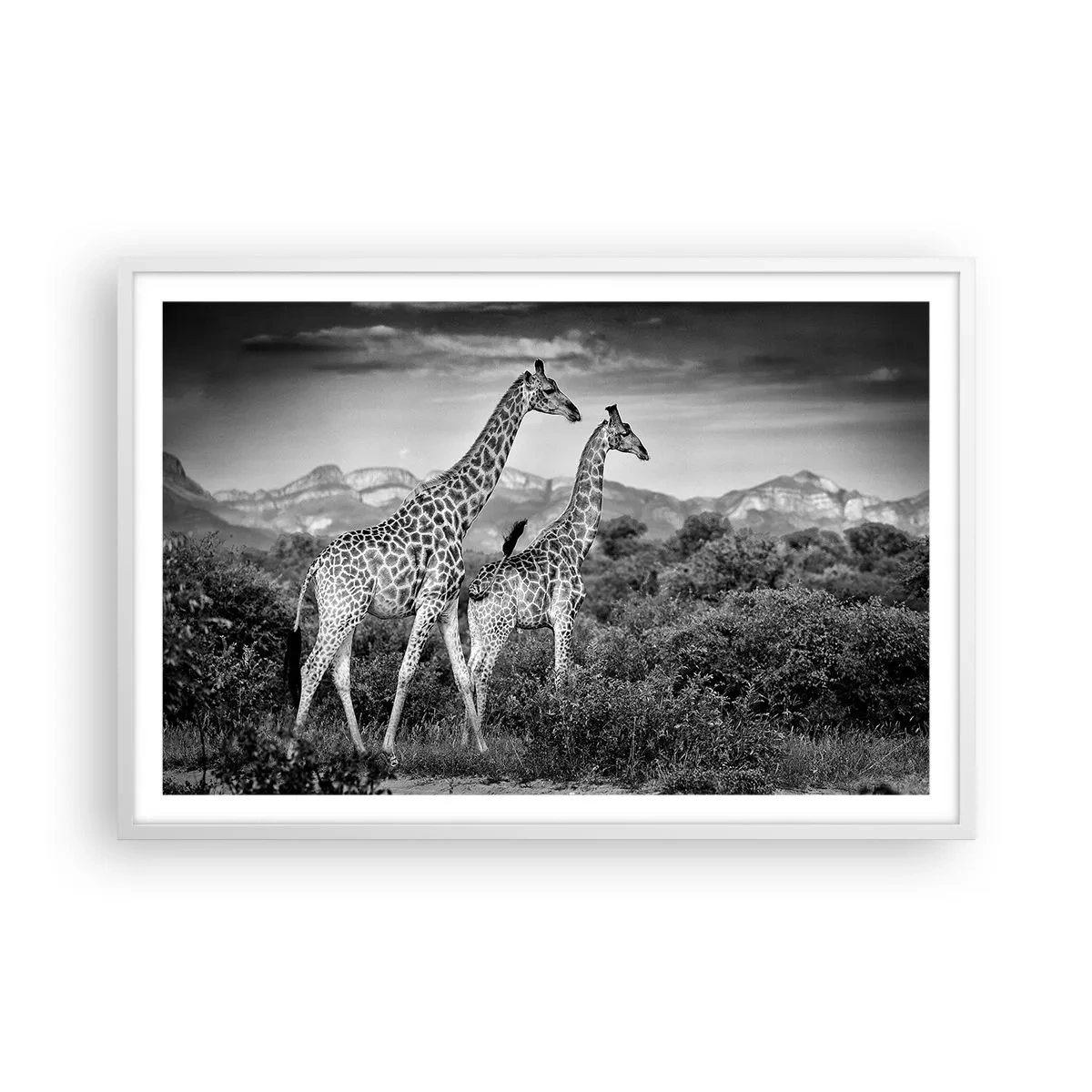 Affisch i vit ram - Högre klasser i Afrika - 91x61 cm