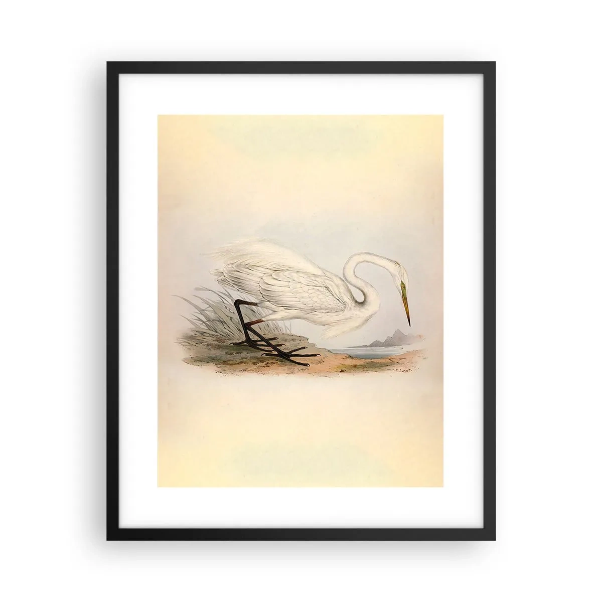 Affisch i svart ram - En dam i vassen - 40x50 cm