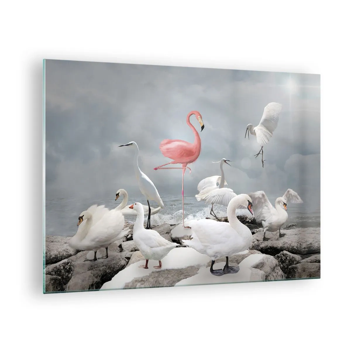 Glastavla - Bild på glas - En rosa flamingo bland vita svanar och hägrar mot vattnet - 70x50cm - Hur har jag hamnat här? - Modern väggdekoration för vardagsrum och sovrum ARTTOR