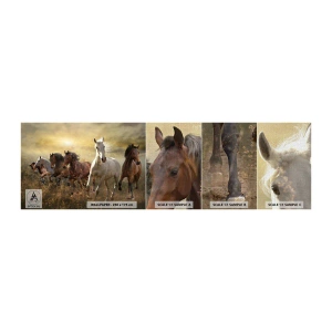 Provbit av fototapet Premium Canvas - Länge leve frihet! - Djur, Häst, Galopp - 100x30 cm