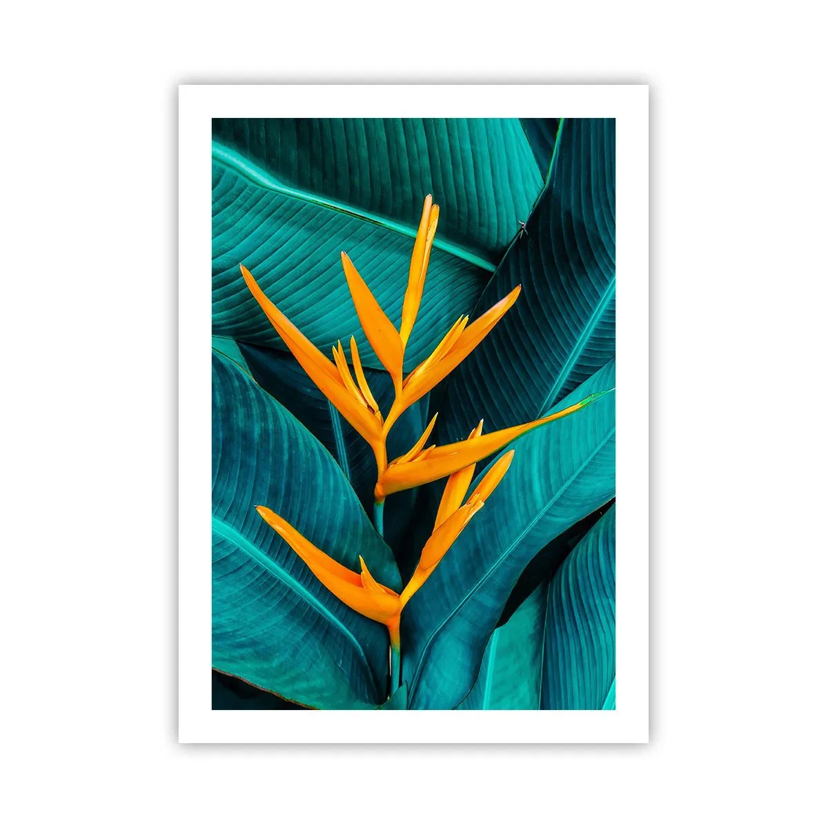 Affisch - Edens blomma - 50x70 cm