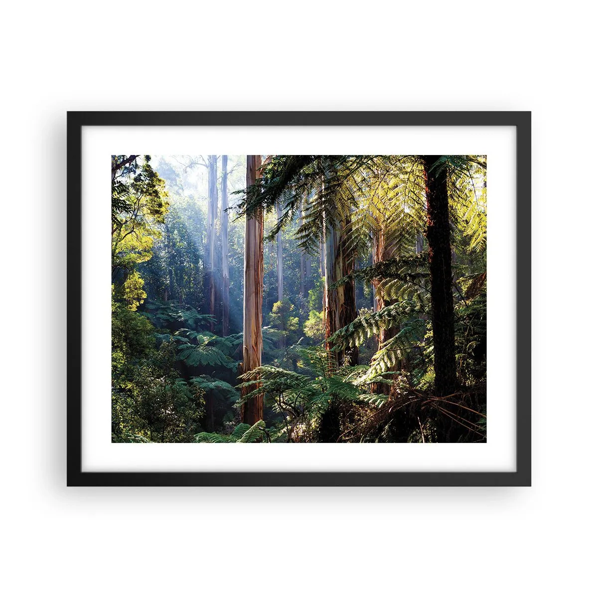 Affisch i svart ram - Skogens saga - 50x40 cm
