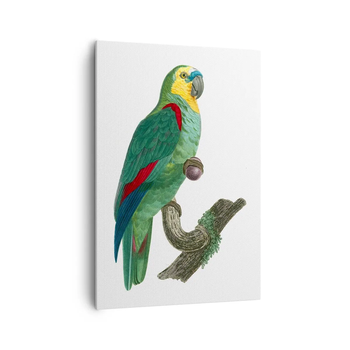 Canvastavla - Bild på duk - Porträtt av papegoja - 70x100 cm