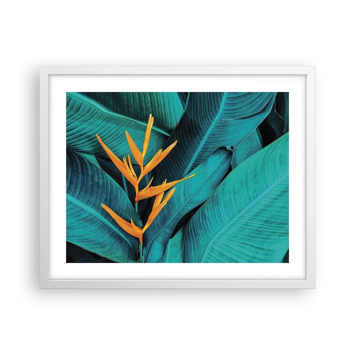 Affisch i vit ram - Edens blomma - 50x40 cm