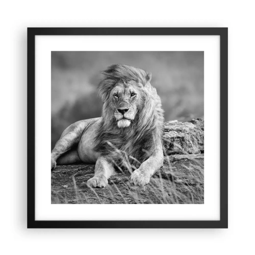 Affisch i svart ram - Kunglig siesta - 40x40 cm
