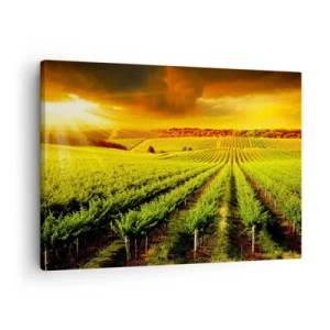 Canvastavla - Bild på duk - Gyllene vingårdar upplysta av solens strålar - 70x50cm - Under australiensiska solen - Modern väggdekoration för vardagsrum och sovrum ARTTOR