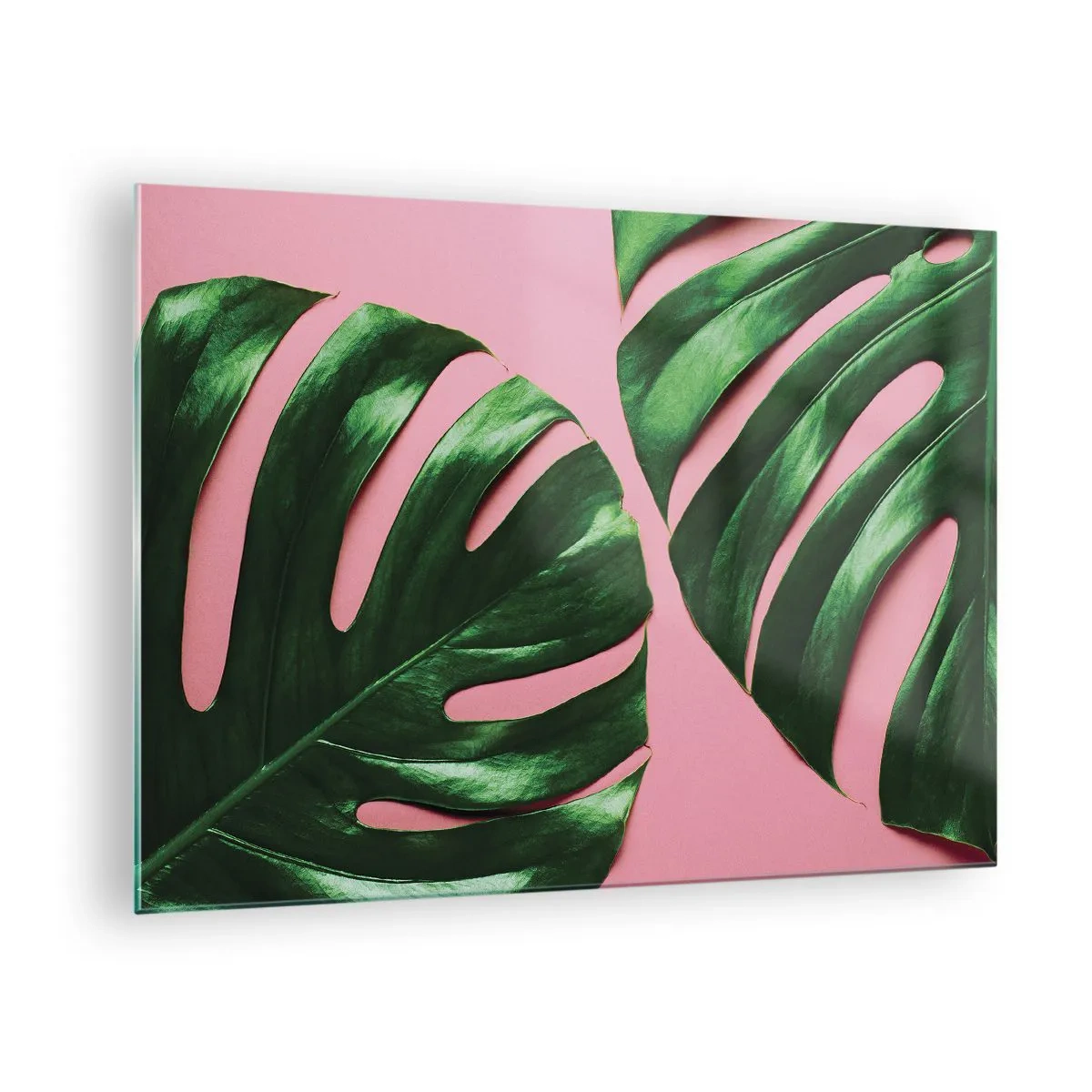 Glastavla - Bild på glas - Gröna monsterablad på en rosa bakgrund - 70x50cm - Grön rendez-vous - Modern väggdekoration för vardagsrum och sovrum ARTTOR
