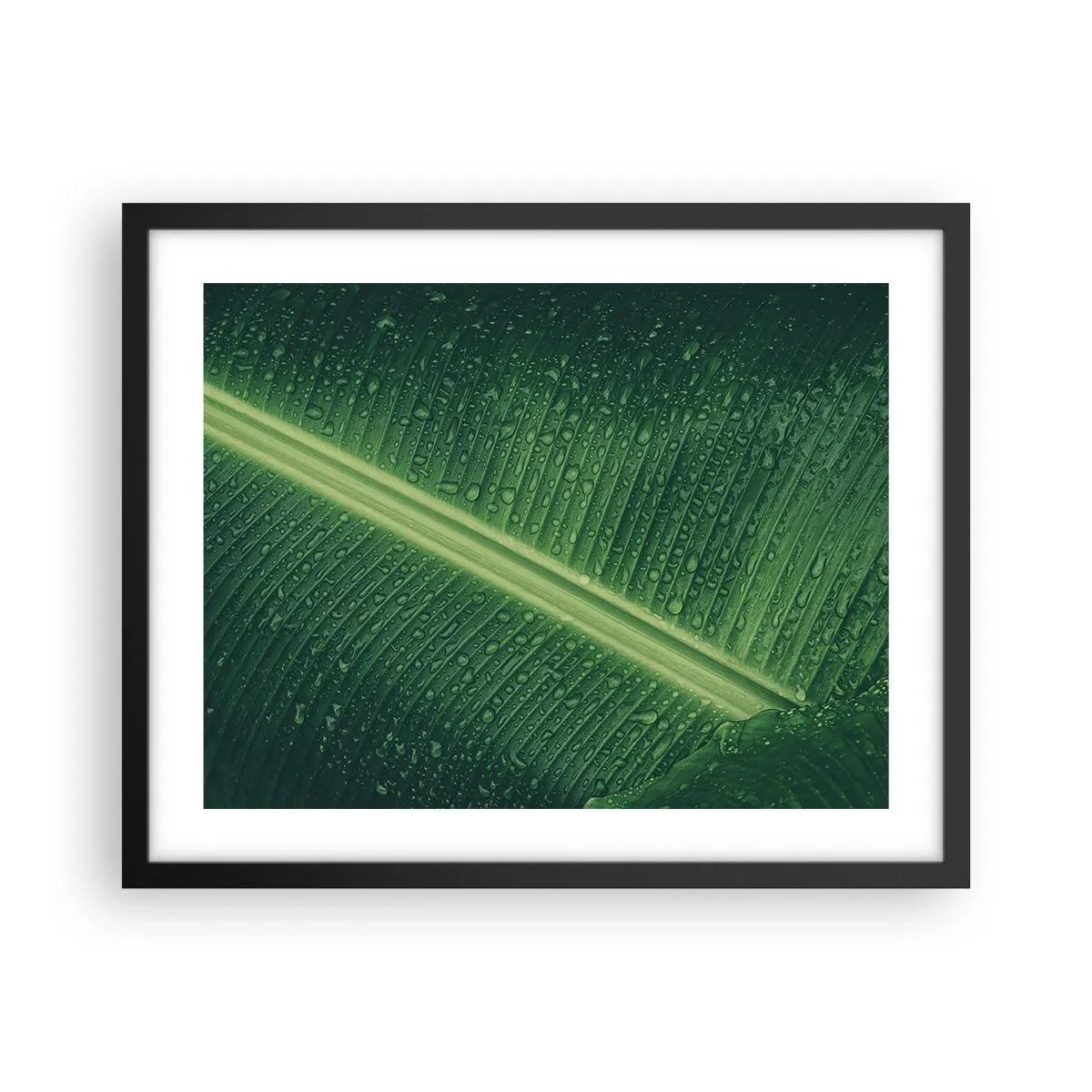 Affisch i svart ram - Grönskans struktur - 50x40 cm