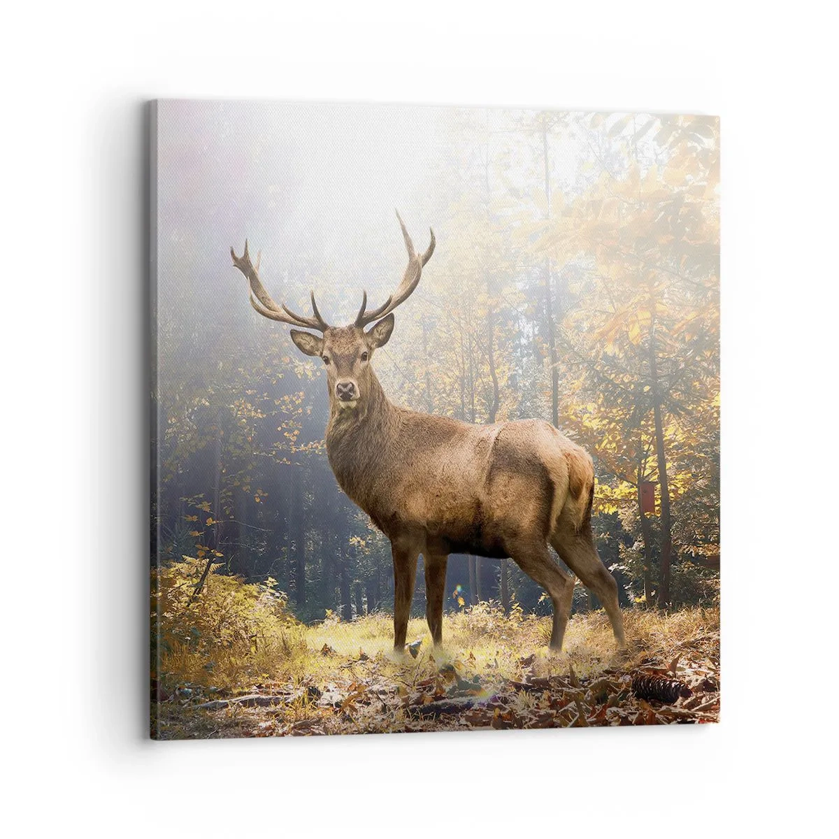 Canvastavla - Bild på duk - I fullt majestät - 70x70 cm