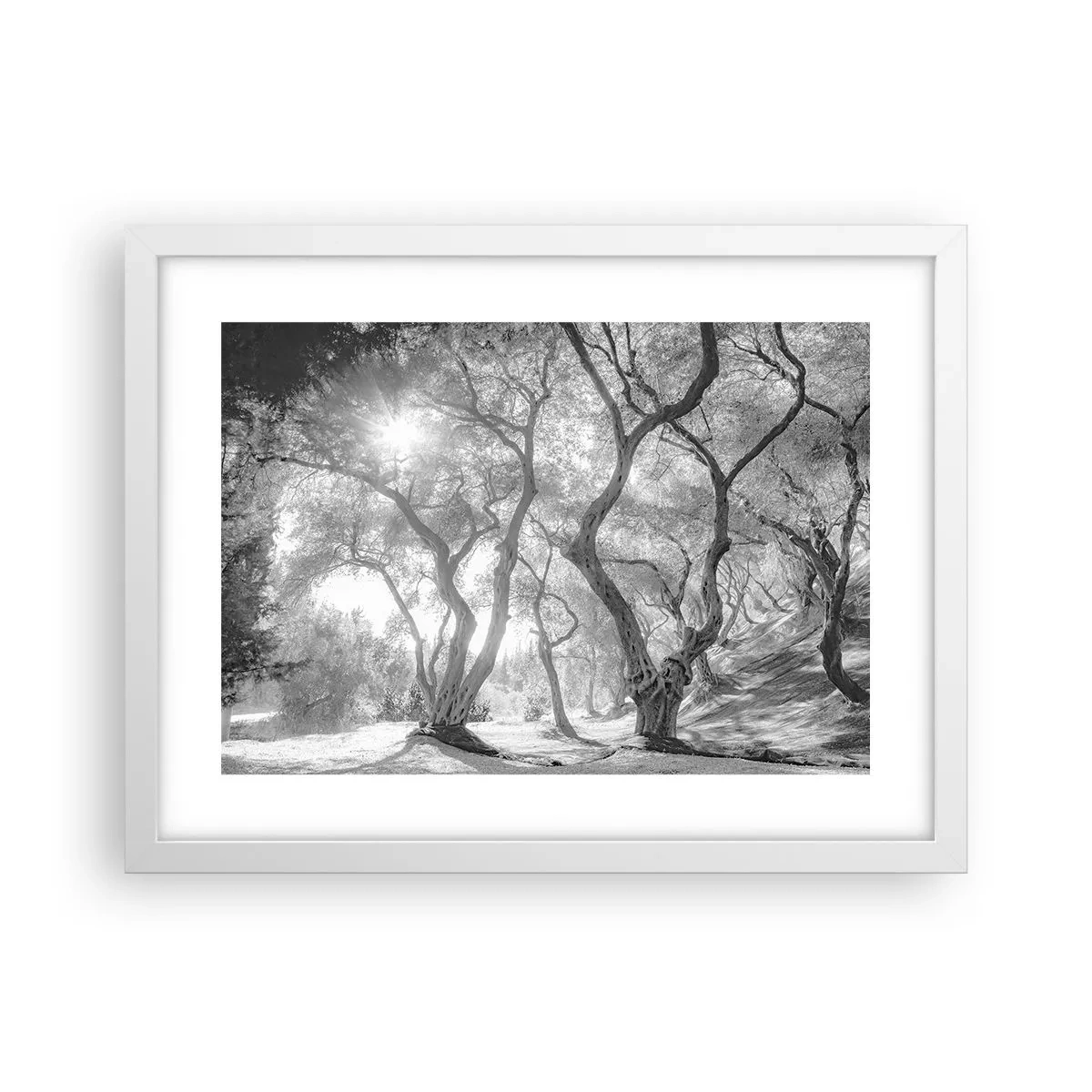 Affisch i vit ram - I en olivlund - 40x30 cm