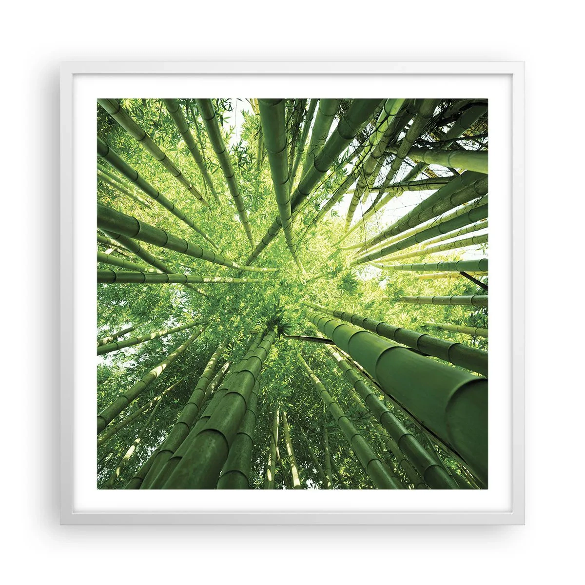 Affisch i vit ram - I en bambushage - 60x60 cm