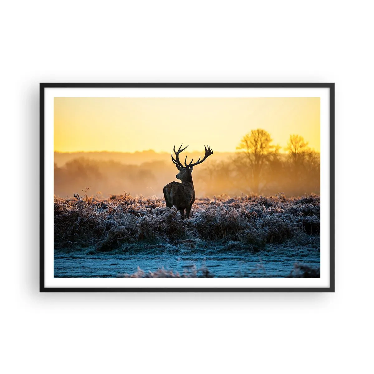 Affisch i svart ram - Krönt på sin mark - 100x70 cm