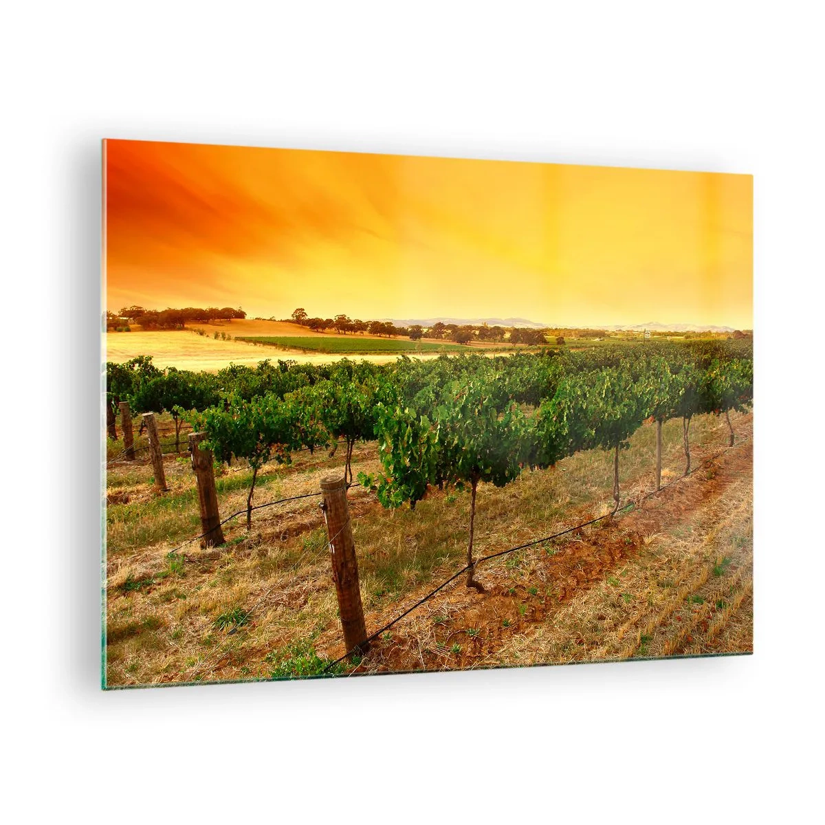 Glastavla - Bild på glas - Vinrankor i det varma ljuset från den nedgående solen - 70x50cm - Dricka solen - Modern väggdekoration för vardagsrum och sovrum ARTTOR