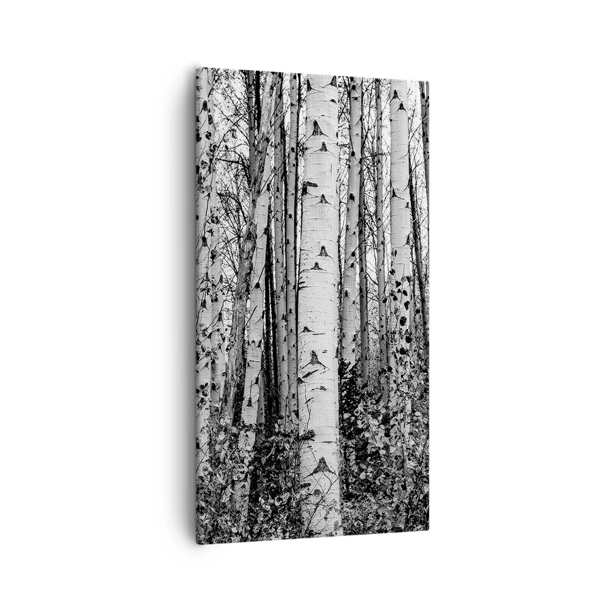 Canvastavla - Bild på duk - Björkpelargång - 55x100 cm