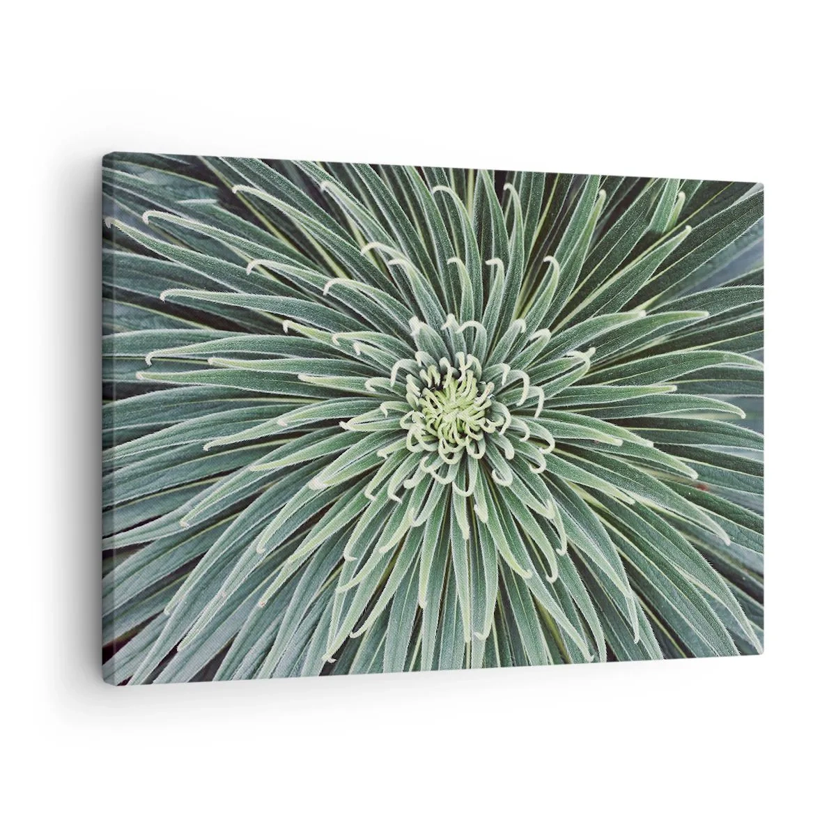 Canvastavla - Bild på duk - Symmetriskt arrangemang av gröna blad som liknar en stjärna - 70x50cm - Stjärna föds - Modern väggdekoration för vardagsrum och sovrum ARTTOR