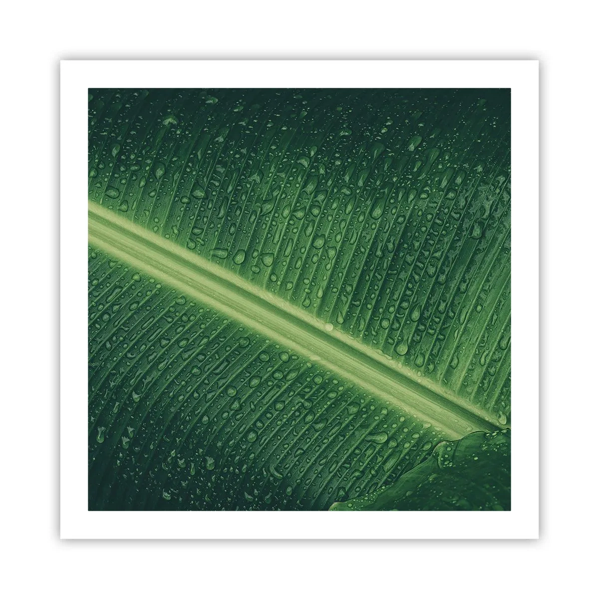 Affisch - Grönskans struktur - 60x60 cm