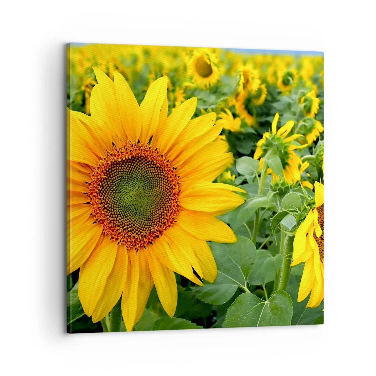 Canvastavla - Bild på duk - Hundratals brinnande solar - 60x60 cm