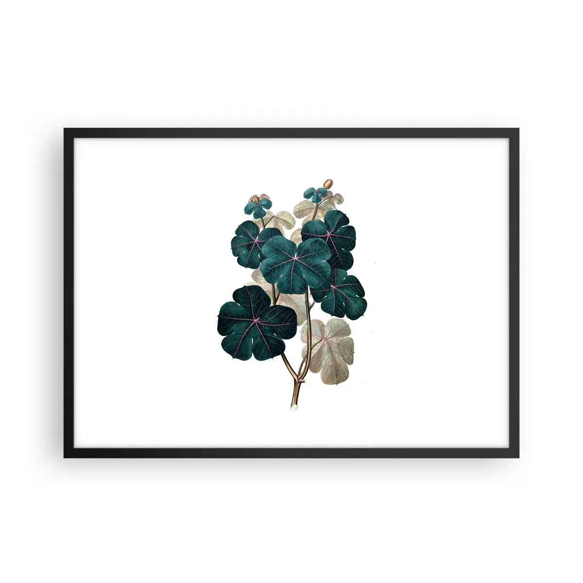 Affisch i svart ram - Från ett gammalt herbarium - 70x50 cm