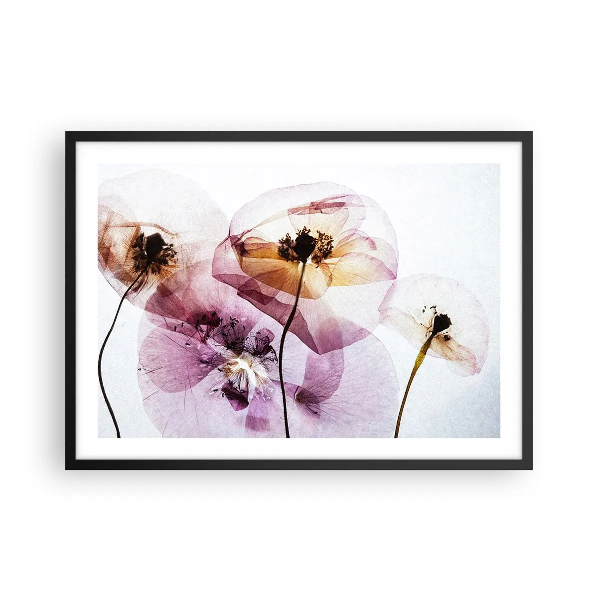 Affisch i svart ram - Blommornas transparenta kroppar - 70x50 cm