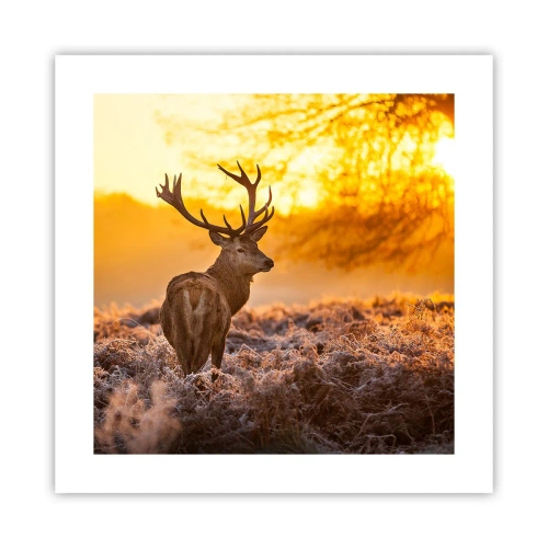 Affisch - Höstskogens kung - 40x40 cm