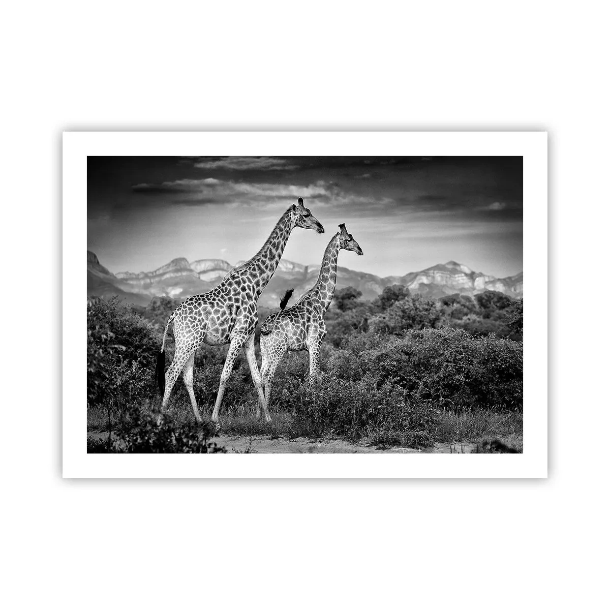 Affisch - Högre klasser i Afrika - 70x50 cm