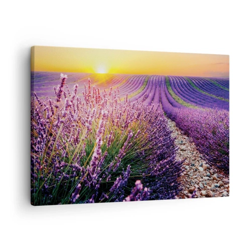 Bild på duk Arttor 70x50 cm - Doftande åkermark - Landskap, Lavendelfält, Provence, Frankrike, Natur, Till vardagsrum, Till sovrum, Brun, Violett, Horisontella, Duk, AA70x50-4703