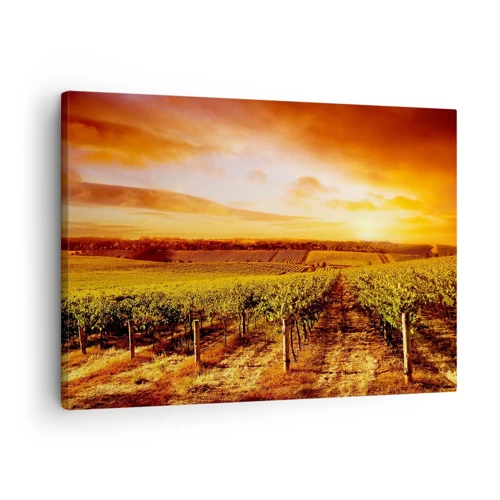 Canvastavla - Bild på duk - Fina druvor med en gnutta sol - 70x50 cm